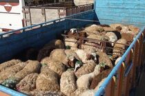 انهدام باند سارقان احشام در نطنز / کشف 300 راس دام سرقتی 