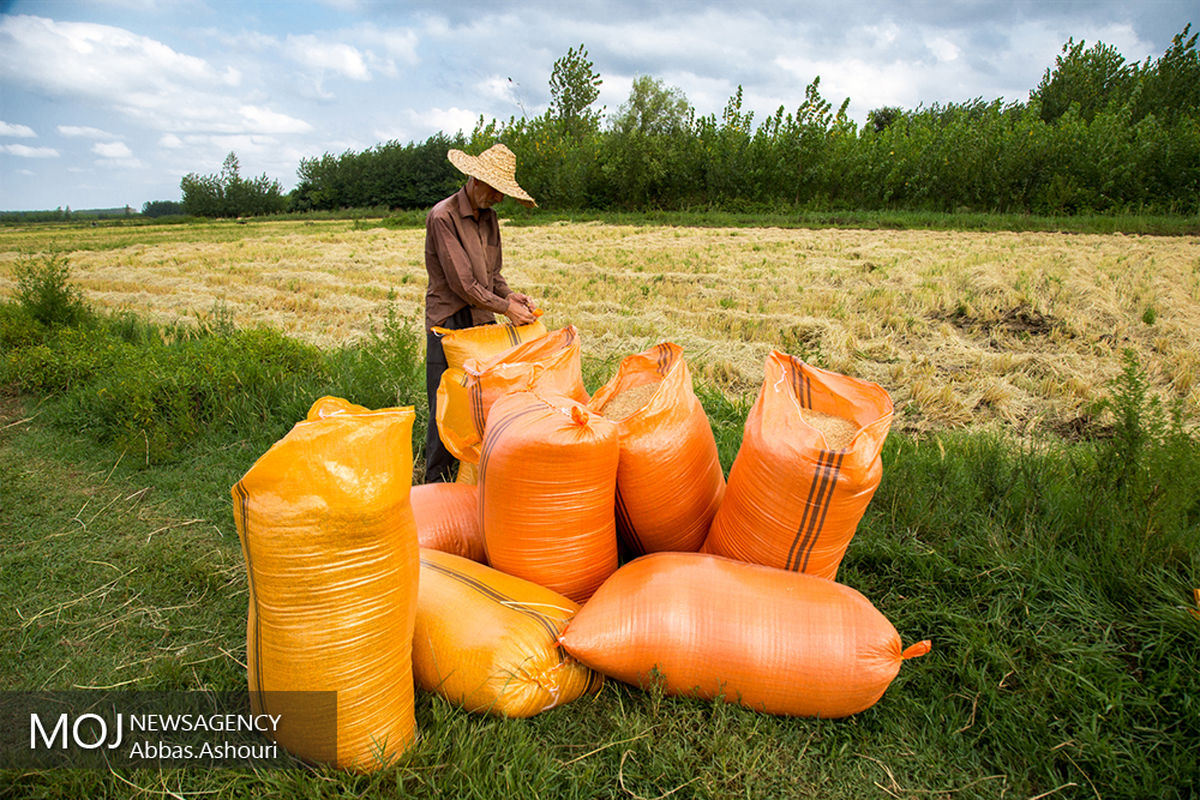 برداشت برنج در شالیزارهای گیلان