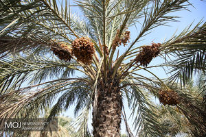 آغاز خرید توافقی خرما در سه مرکز شهرستان خرمشهر 