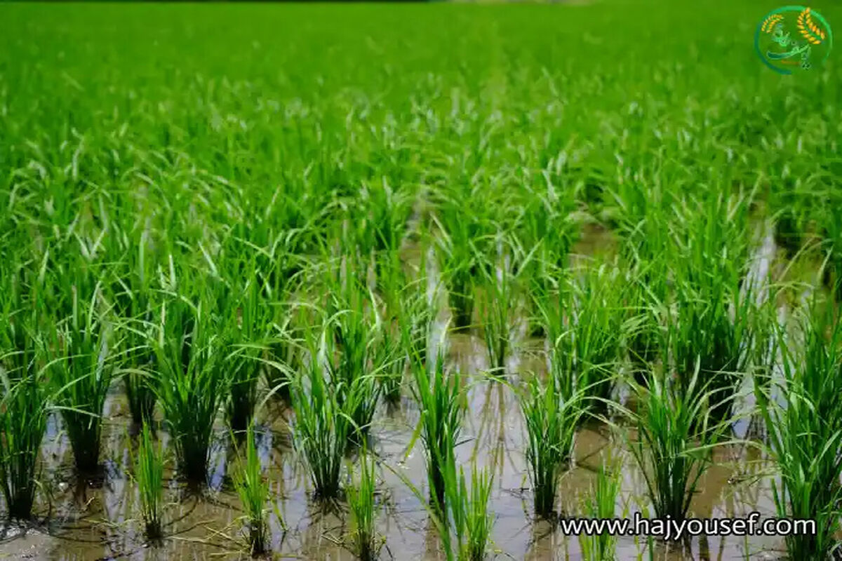 مزرعه الگو‌ تولید برنج
