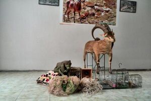 دستگیری ۴ متخلف شکار غیر مجاز در ازنا