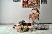 دستگیری ۴ متخلف شکار غیر مجاز در ازنا