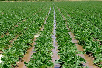 توسعه کشت بهاره چغندر قند در اردبیل