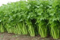  برداشت انواع سبزی برگی در شهرستان بندر لنگه