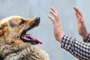 دامپزشکی خوزستان جهت پیشگیری از ابتلا به بیماری هاری توصیه های ارائه کرد