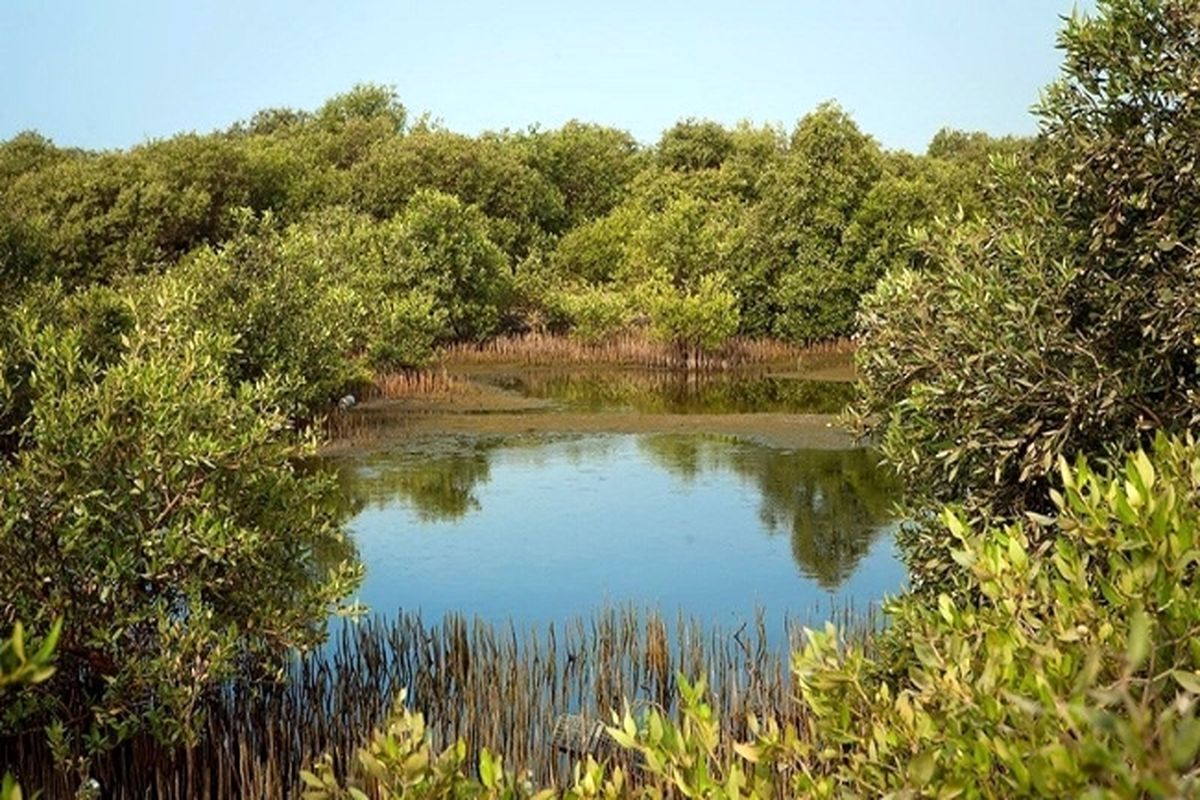 جنگل های حرای قشم