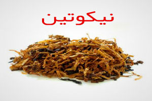 افتتاح کارگاه تولید نیکوتین طبیعی در تیرتاش