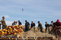 ماهیان یال اسبی در صدر لیست صادرات آبزیان از هرمزگان