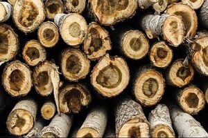 کشف 4 اصله گرده بینه جنگلی در اردبیل