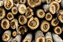 کشف 4 اصله گرده بینه جنگلی در اردبیل