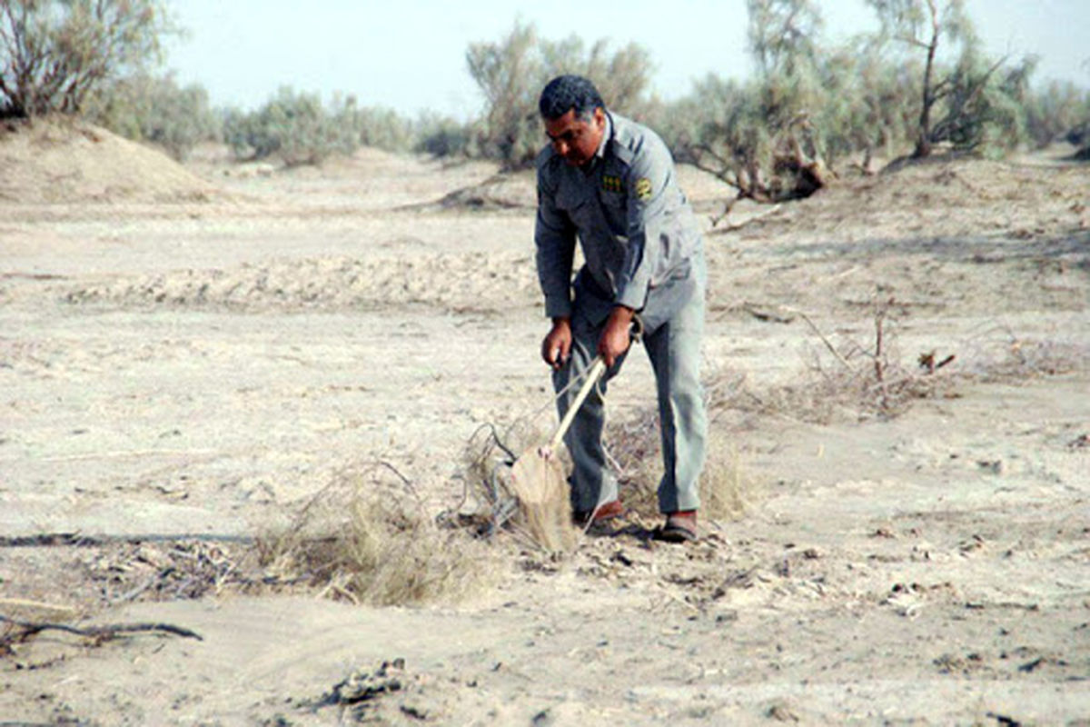 پرندگان وحشی