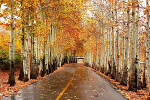 طرح کلکتور آب فضای سبز ناژوان بزودی آغاز می شود