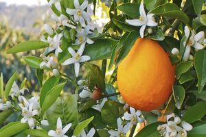 سومین جشنواره بهارنارنج و آلوچه برگزار شد