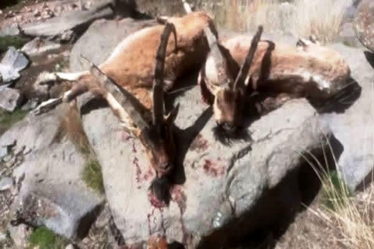 محیط زیست مازندران