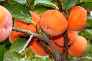 آغاز برداشت خرمالو از ۱۸۰هکتار از باغات  شهرستان  نطنز