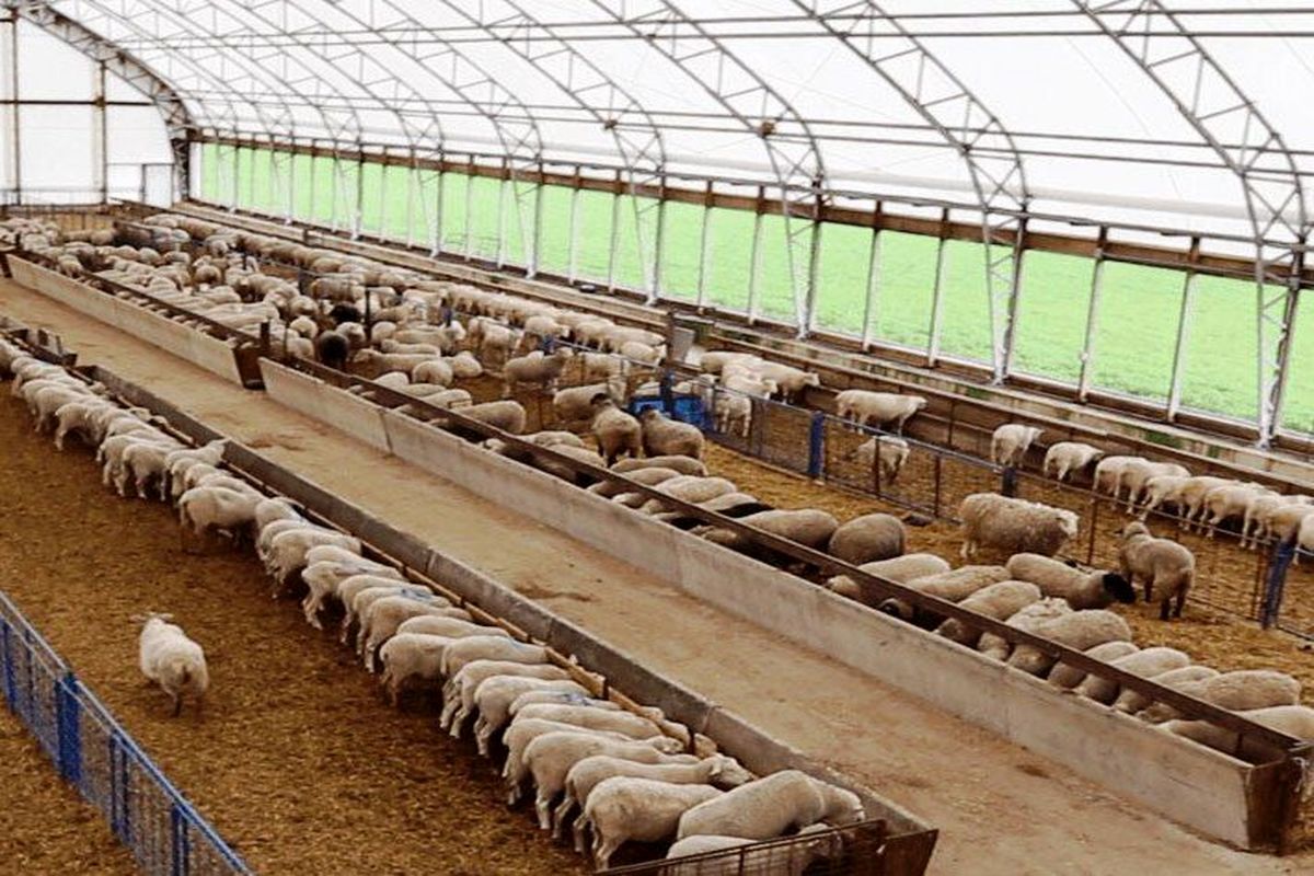 پراوار بندی دام