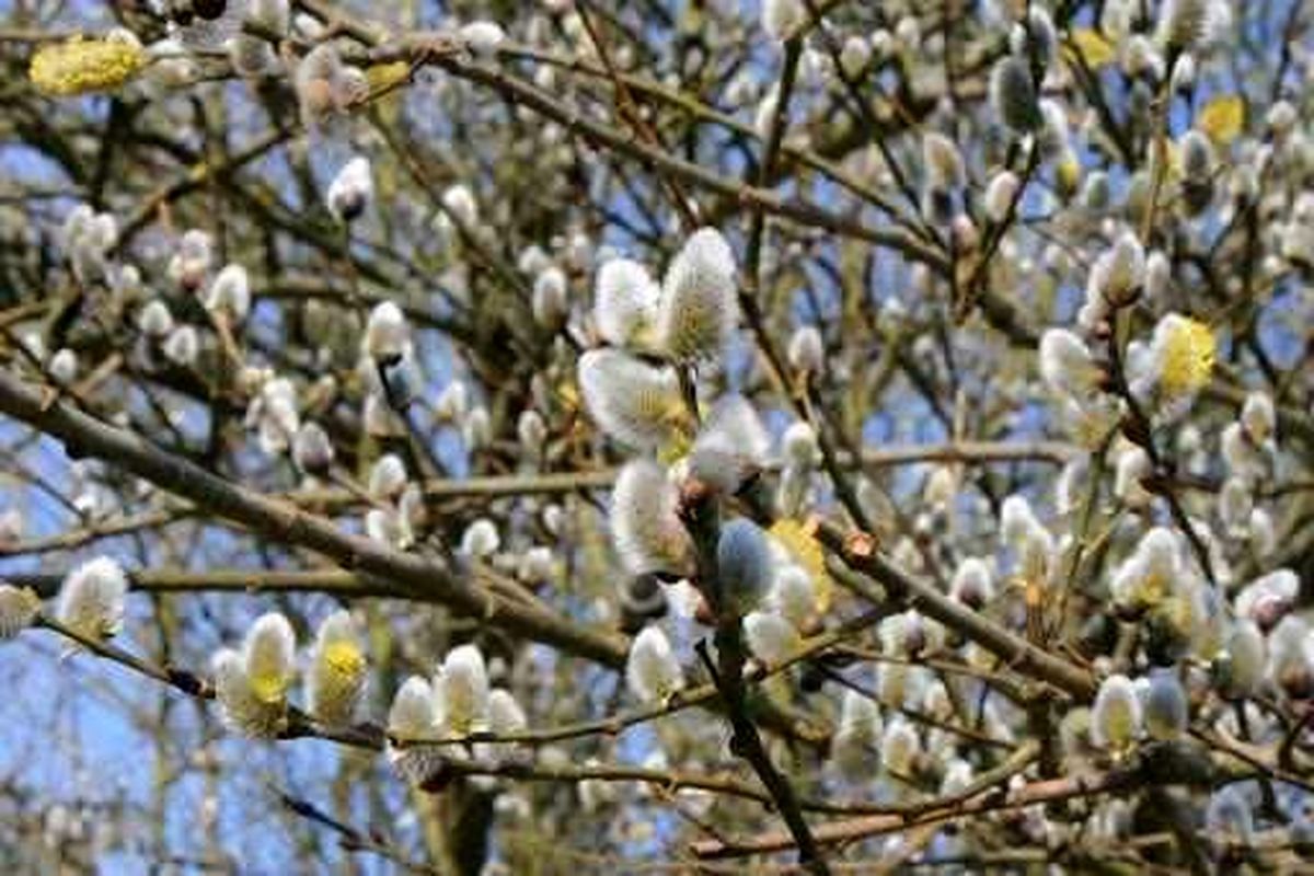 برداشت شکوفه های بیدمشک