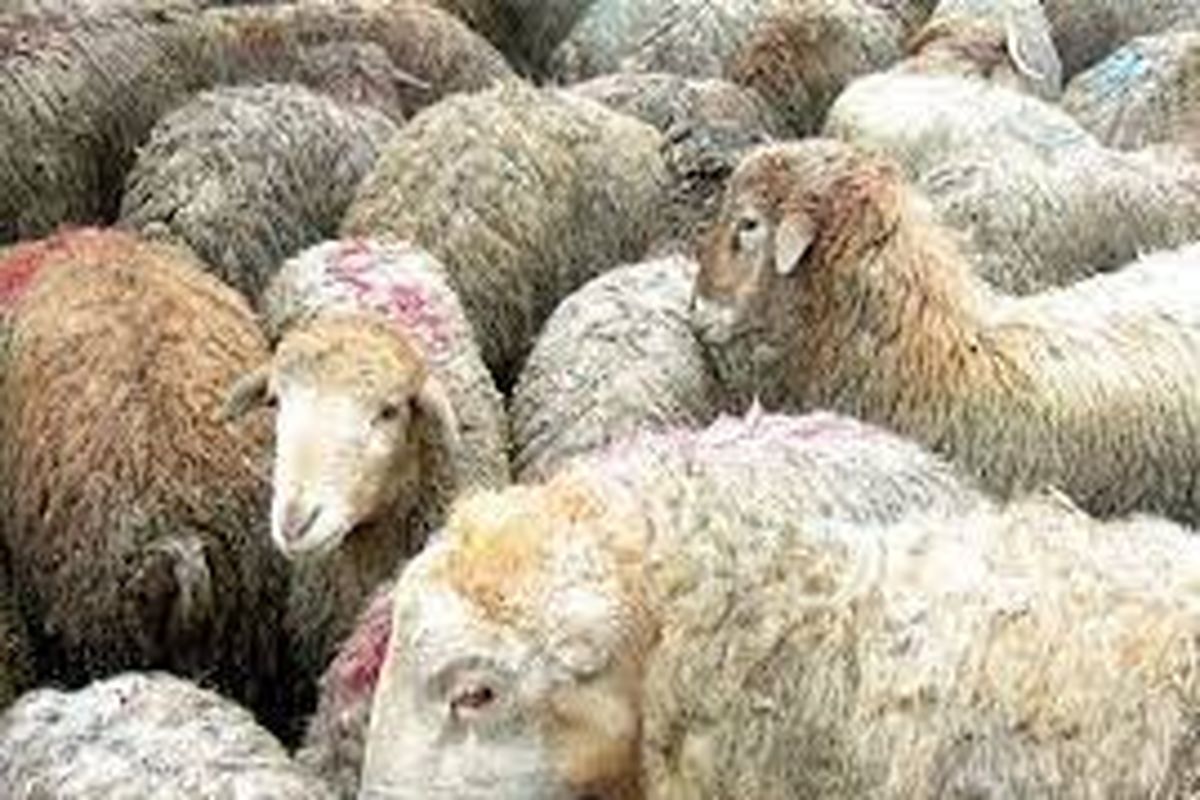 تعزیرات حکوتی یزد