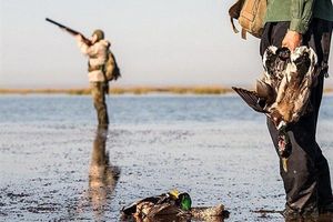 پروانه شکار برای شکارچیان مجاز تمدید شد