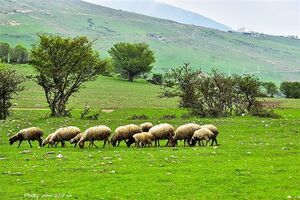 مرتعداران نسبت به تمدید پروانه چرا در مراتع استان مازندران-ساری اقدام کنند