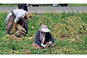  یک هزار و 700 تن سیر در زمین های کشاورزی میاندورود تولید شد