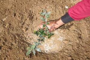 کاشت ۲۶۰ هزار اصله نهال در استان مرکزی 