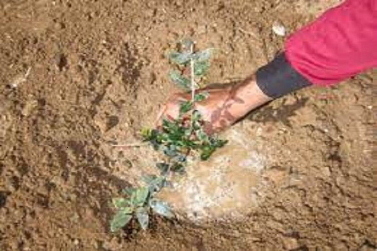 کاشت نهال