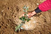 کاشت ۲۶۰ هزار اصله نهال در استان مرکزی 