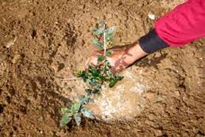 کاشت ۲۶۰ هزار اصله نهال در استان مرکزی 