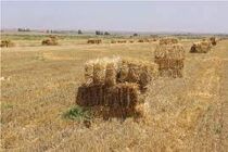 تأمین علوفه دام با استفاده از کاه و کلش شلتوک