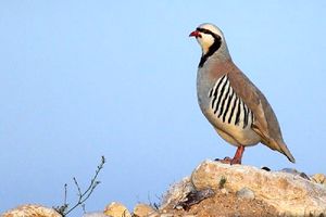 دستگیری متخلف زنده گیری کبک وحشی در شهرستان لردگان چهارمحال و بختیاری 