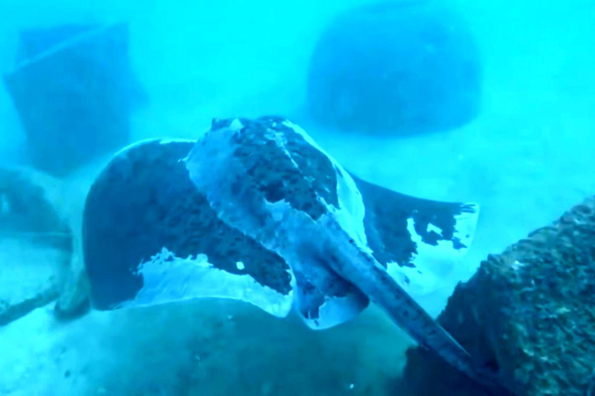 عروس+دریایی