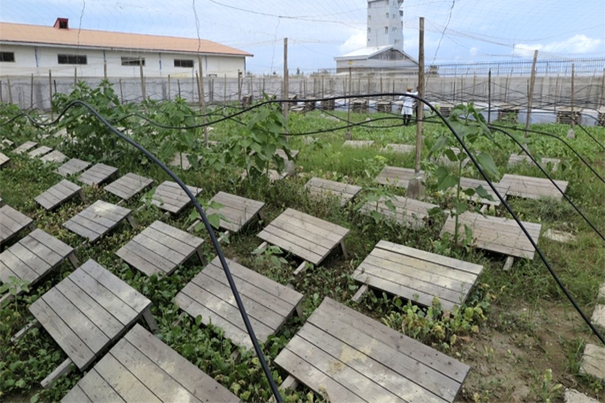 استحصال مخاط حلزون به عنوان مواد اولیه صنایع آرایشی و بهداشتی