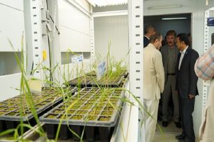 راه‌اندازی مرکز تخصصی نوآوری گندم کشور در دانشگاه تبریز