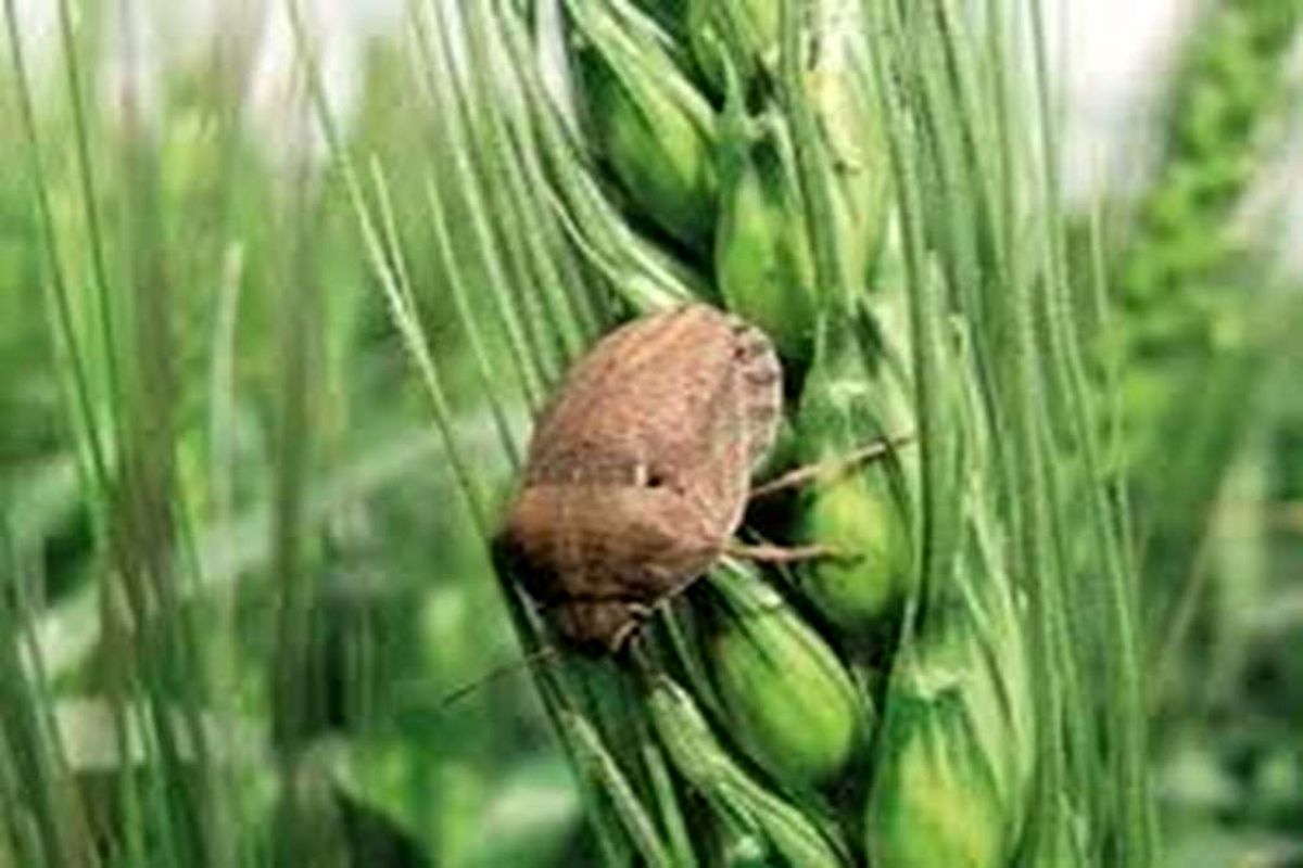 مبارزه با آفات