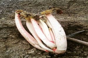 بیش از ۷۰۰ تن ریواس در نیشابور برداشت شد