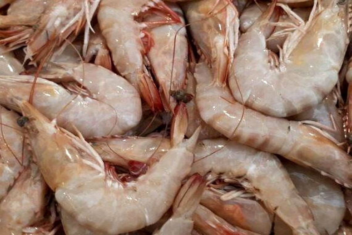 میگو سفید خوزستان