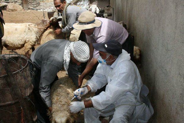 35 رأس دام سنگین و سبک در زلزله اخیر کرمانشاه تلف شدهاند