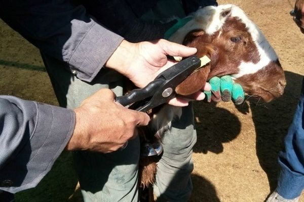 کانون بیماری‌های واگیر دامی ۳۵ درصد و آبزیان در کشور۳۰ درصد کاهش یافت