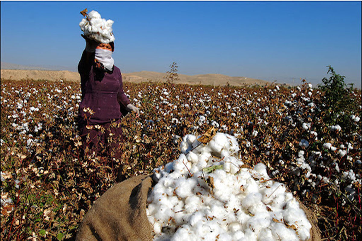 کشت پنبه در شهرستان تایباد