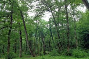 تشدید اقدامات حفاظتی در ایام تعطیلات کرونایی