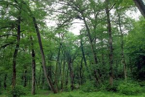 تشدید اقدامات حفاظتی در ایام تعطیلات کرونایی