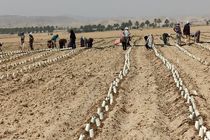 آغاز کشت گوجه فرنگی تولید پاییز با رعایت الگوی کشت در شهرستان فراشبند