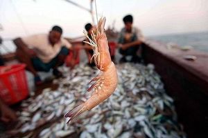 افزایش 22 درصدی صید میگو از آب های هرمزگان