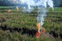سوزاندن بقایای مزارع و محصولات کشاورزی در خوزستان ممنوع است 