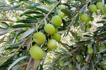 باغات زیتون شناسنامه دار می شوند