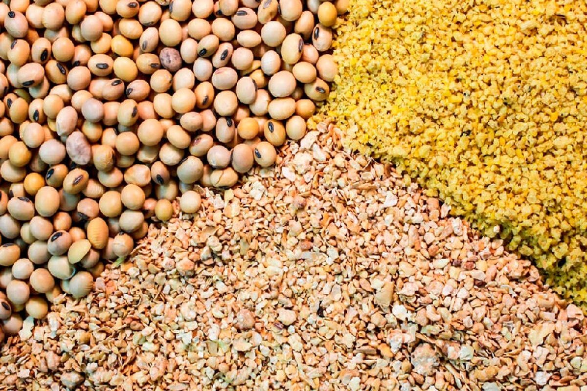 خوراک دام تقلبی