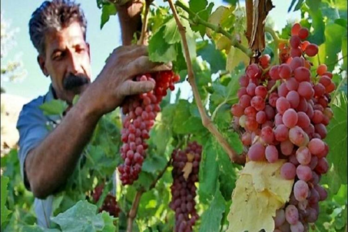 باغ انگور
