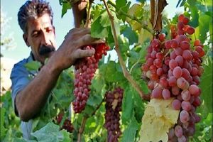 طرح احیا باغات با ارقام جدید انگور در چهارمحال و بختیاری
