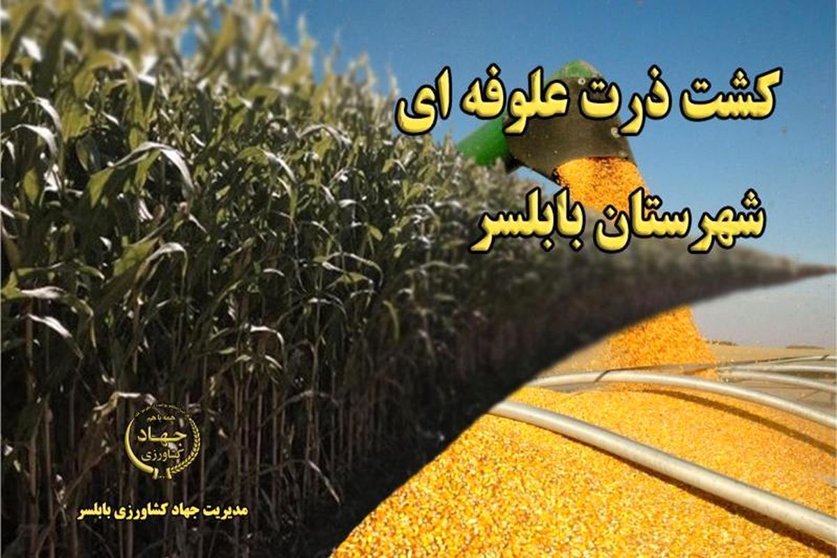 کشت ذرت علوفه ای در بابلسر